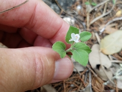 Carlowrightia torreyana