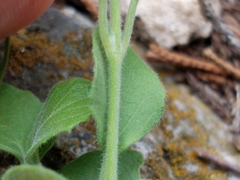 Carlowrightia torreyana
