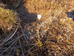 Gentianella impressinervia