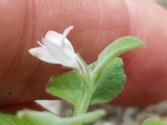 Carlowrightia torreyana