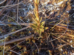 Gentianella impressinervia