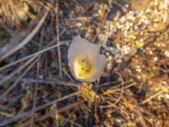 Gentianella impressinervia