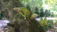 Parmentiera cereifera