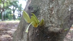 Parmentiera cereifera