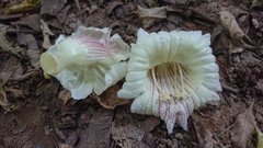 Parmentiera cereifera