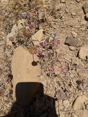 Chorizanthe fimbriata