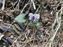 Viola senzanensis