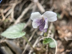 Viola senzanensis