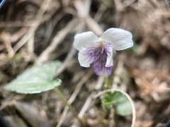 Viola senzanensis