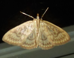 Crocidophora serratissimalis