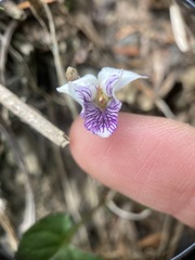 Viola senzanensis