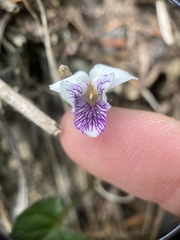 Viola senzanensis