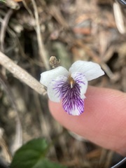Viola senzanensis