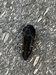 Acmaeodera dolorosa