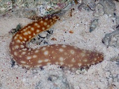 Holothuria hilla