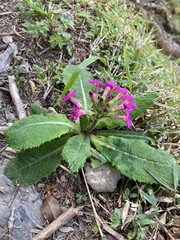 Primula miyabeana