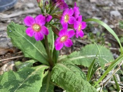 Primula miyabeana