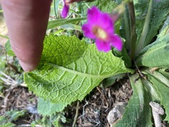 Primula miyabeana