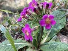 Primula miyabeana