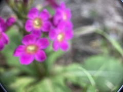 Primula miyabeana