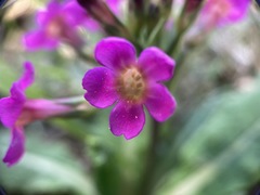 Primula miyabeana