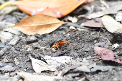 Sphex jamaicensis
