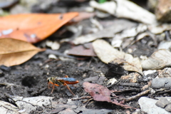Sphex jamaicensis