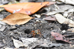 Sphex jamaicensis