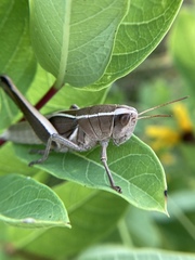 Paratylotropidia