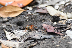 Sphex jamaicensis