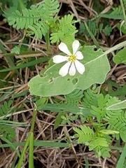 Melampodium cinereum