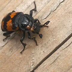 Nicrophorus hebes