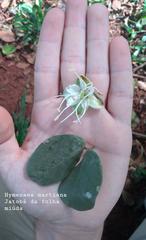 Hymenaea martiana