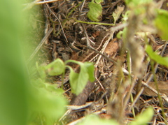 Leiocephalus cubensis