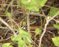 Leiocephalus cubensis