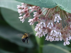 Anthophora bomboides