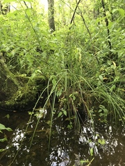 Carex decomposita