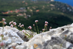Asperula supina caespitans