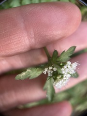 Sanicula petagnioides