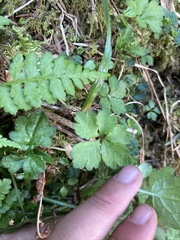 Sanicula petagnioides