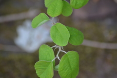 Amelanchier sanguinea