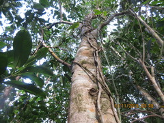 Calophyllum brasiliense