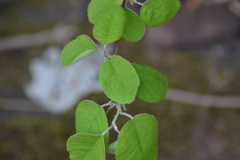 Amelanchier sanguinea