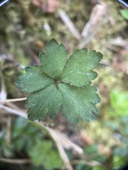 Sanicula petagnioides