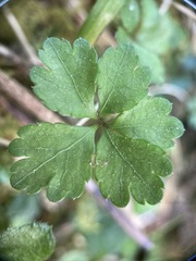 Sanicula petagnioides