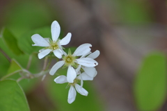 Amelanchier sanguinea