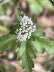 Sanicula petagnioides