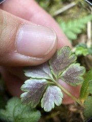 Sanicula petagnioides