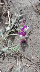 Lathyrus littoralis