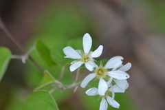 Amelanchier sanguinea